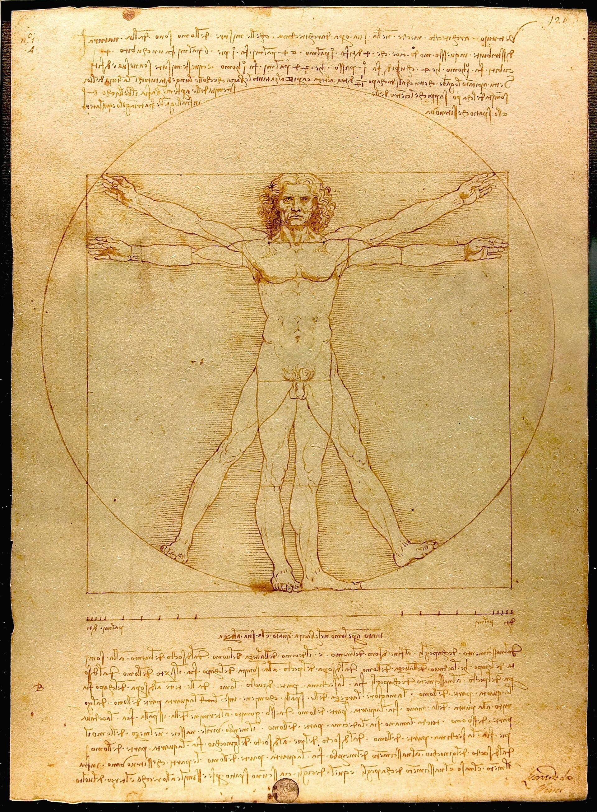 Vitruvian Man. Leonardo da Vinci, c. 1490